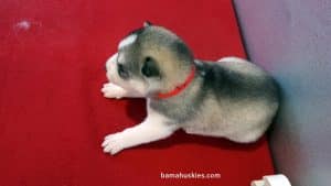 Grey and White Husky puppy