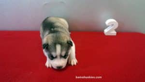 Light colored grey and white husky puppy