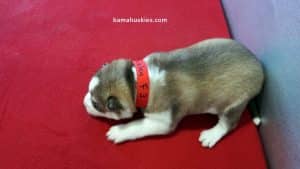 Red and white husky puppy for sale