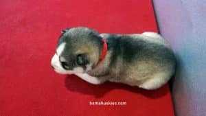 Siberian Husky