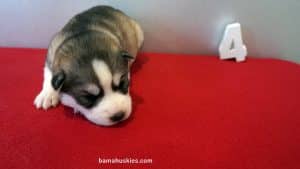 Husky Puppy For Sale