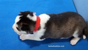 Black and White husky puppy for sale