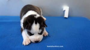 Black and White husky puppy for sale