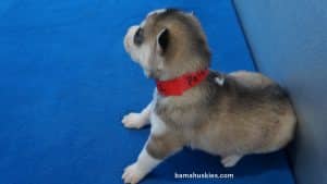 Siberian husky puppy for sale