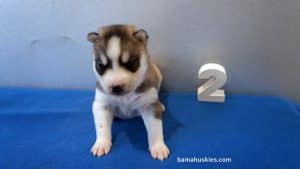 Red and white husky puppy for sale