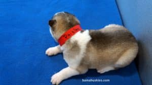 Red and white husky