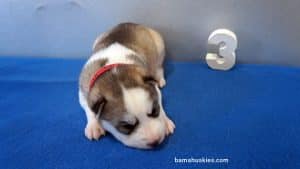 Brown and white husky puppy for sale