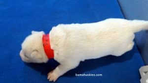 white husky puppy for sale