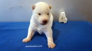 Solid white male husky puppy for sale