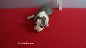 Grey and White Husky puppy