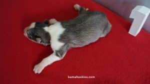 Grey and White Husky puppy