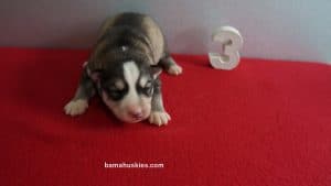 Siberian husky puppy for sale