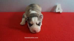 Red and white husky puppy