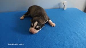Husky Puppy For Sale