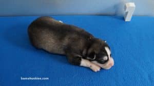 Husky Puppy For Sale
