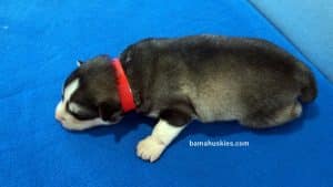 Black and White husky puppy