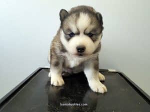 husky puppy