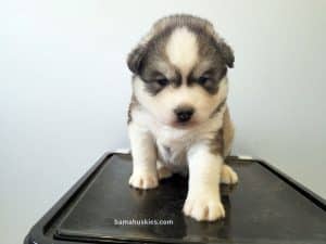 grey husky puppy