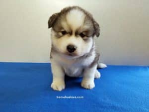 husky puppy