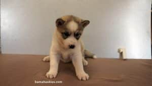 Siberian husky puppy for sale