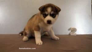Red and white husky puppy for sale