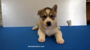 Grey and White Husky puppy