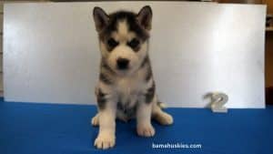Black and White husky puppy for sale