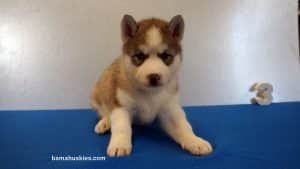 Red and white husky puppy