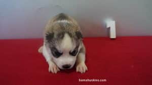 Grey and White Husky puppy