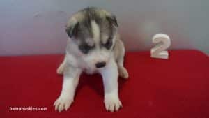 Grey and White Husky puppy