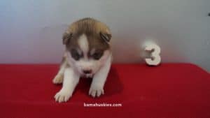 Red and white husky puppy for sale