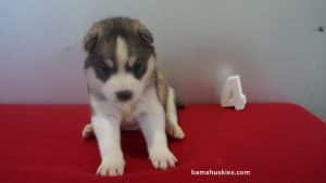 Husky puppies for sale in Alabama