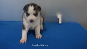 Black and White husky puppy for sale