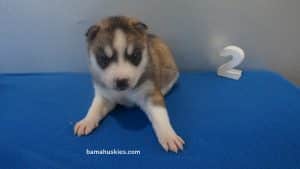 Brown and white husky puppy for sale