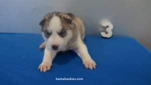 Light colored grey and white husky puppy