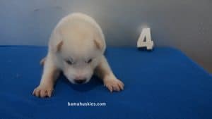 Solid white male husky puppy for sale