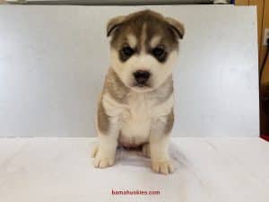 Grey and White Husky puppy