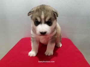 grey and white husky puppy