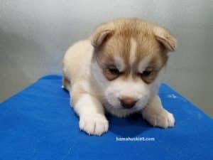 red and white husky puppy