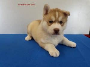 Red and white husky puppy for sale