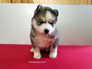 grey and white husky puppy