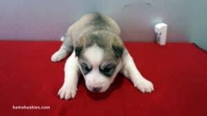 Grey and White Husky puppy