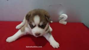 Red and white husky puppy for sale