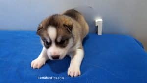 Husky Puppy For Sale