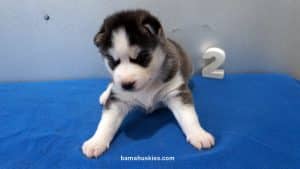 Black and White husky puppy for sale