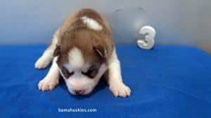 Red and white husky puppy for sale