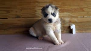 husky puppy