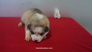 brown and white husky puppy