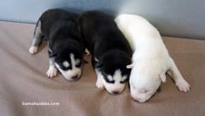 husky puppies