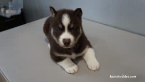 husky puppy